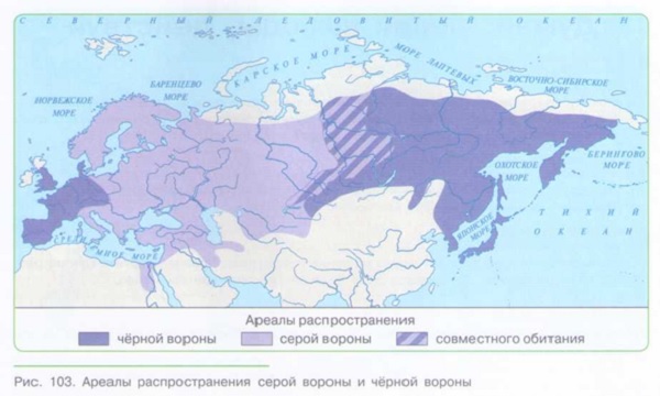 ВИД КАК ОСНОВНАЯ СИСТЕМАТИЧЕСКАЯ КАТЕГОРИЯ ЖИВОГО_003